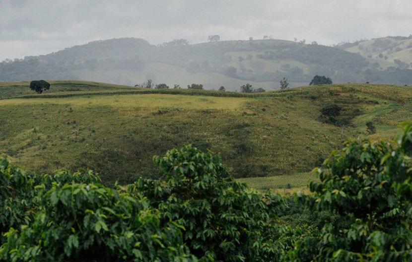 Café y sostenibilidad: El compromiso de Lavazza con el ambiente