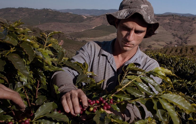 La vida de un cultivador de café hoy